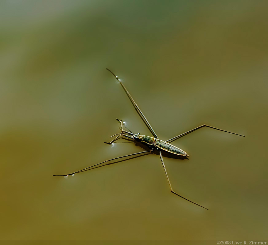 Water Strider